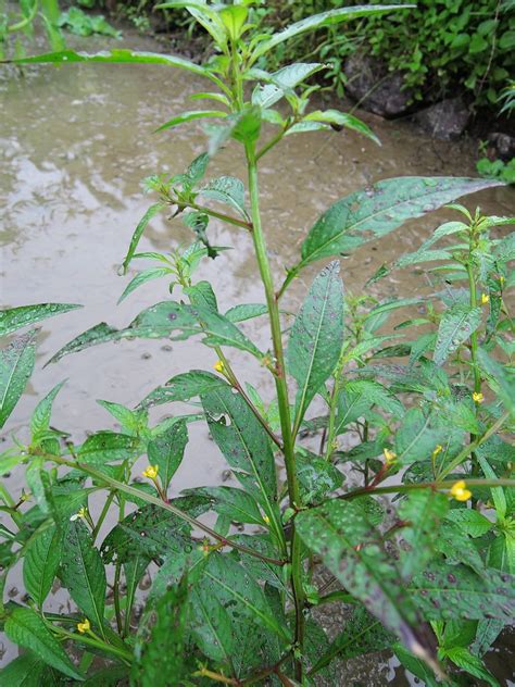 水丁香禁忌|水丁香的功效:利尿消腫,清熱解毒,治水腫,淋病,